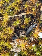 Perimylops antarcticus