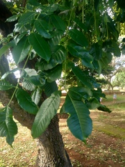 Zanthoxylum caribaeum