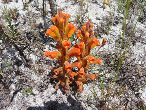 Image of Harveya squamosa by (c) linkie, some rights reserved (CC BY)