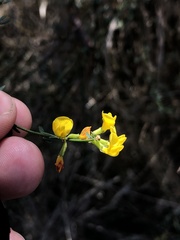 Acmispon glaber glaber