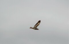 Vanellus coronatus