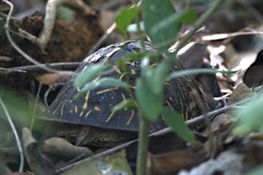 Terrapene carolina bauri