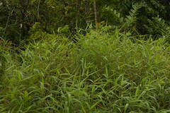 Melinis minutiflora