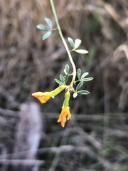 Acmispon glaber glaber
