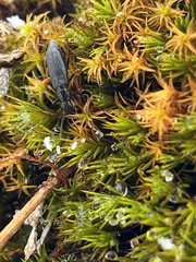 Perimylops antarcticus