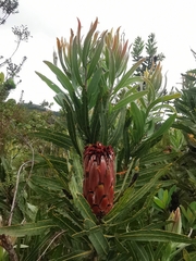 Protea neriifolia