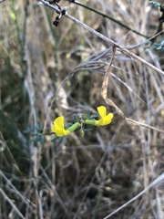Acmispon glaber glaber