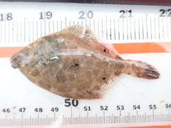 Pleuronichthys ritteri
