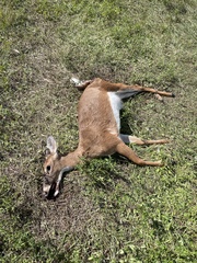Odocoileus virginianus seminolus