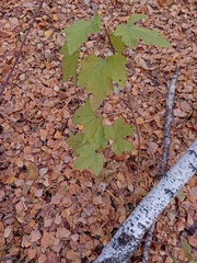 Ribes rubrum