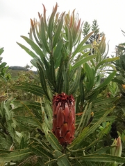 Protea neriifolia