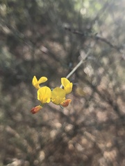 Acmispon glaber glaber