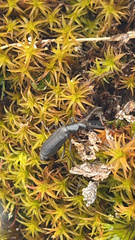 Perimylops antarcticus