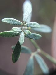 Acmispon glaber glaber