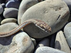 Psammophis notostictus