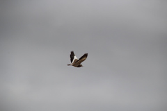 Vanellus coronatus