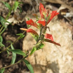 Castilleja nelsonii