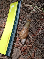 Plectostylus araucanus