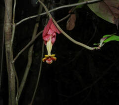 Drymonia coccinea