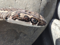 Psammophis notostictus