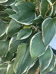 Hosta sieboldiana