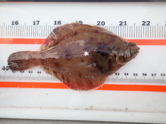 Pleuronichthys verticalis