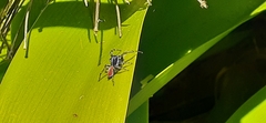Phiale roburifoliata