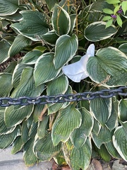 Hosta sieboldiana