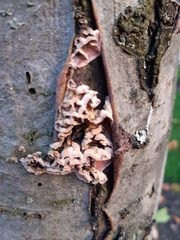 Chondrostereum purpureum