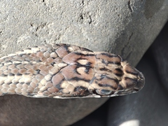 Psammophis notostictus