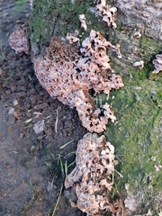 Chondrostereum purpureum