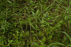 Melinis repens