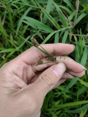 Fimbristylis dichotoma