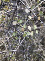 Rhamnus crocea