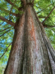 Metasequoia