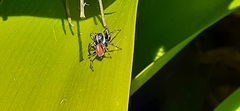 Phiale roburifoliata