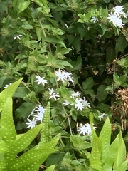 Jasminum multiflorum