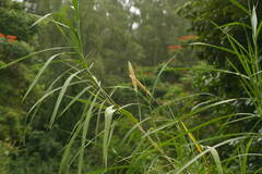 Cenchrus purpureus
