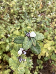 Symphoricarpos albus