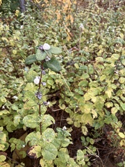 Symphoricarpos albus