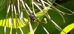 Phiale roburifoliata