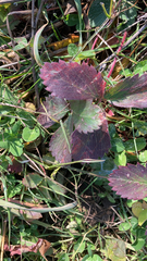 Fragaria × ananassa