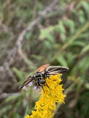 Galactomyia
