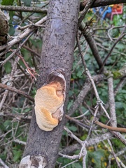 Phellinus pomaceus