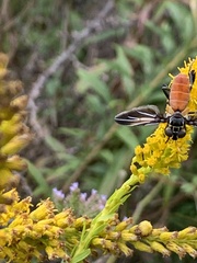 Galactomyia