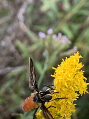 Galactomyia