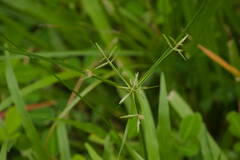 Cyperus sphacelatus
