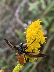 Galactomyia
