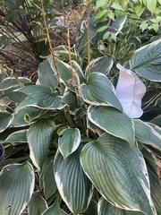 Hosta sieboldiana