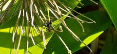 Phiale roburifoliata
